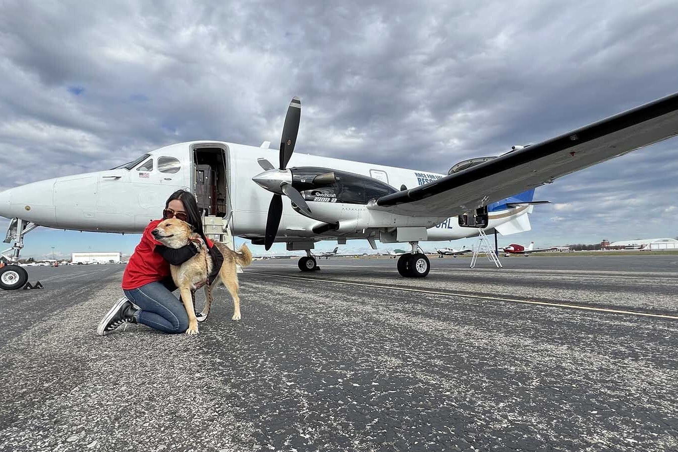 Volunteers from animal rescues all over the country worked with the Society for the Prevention of Cruelty of Animals (SPCA) International to find homes for the 70 rescued dogs.