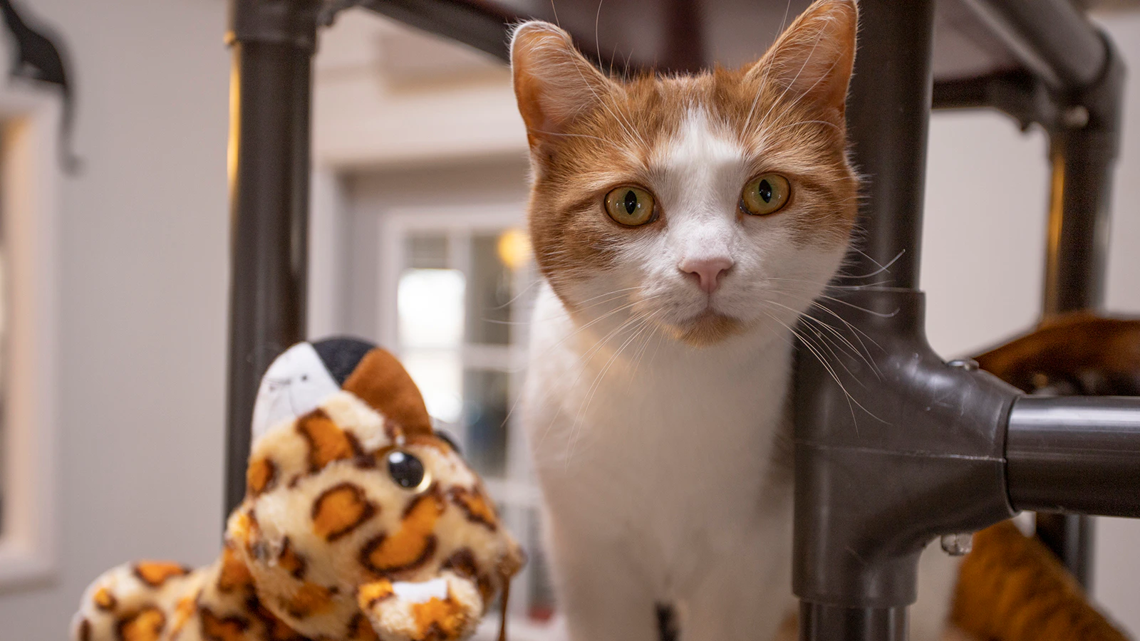 Wyoming’s Kindness Ranch To Rescue 70 Cats And Dogs From Colorado ...