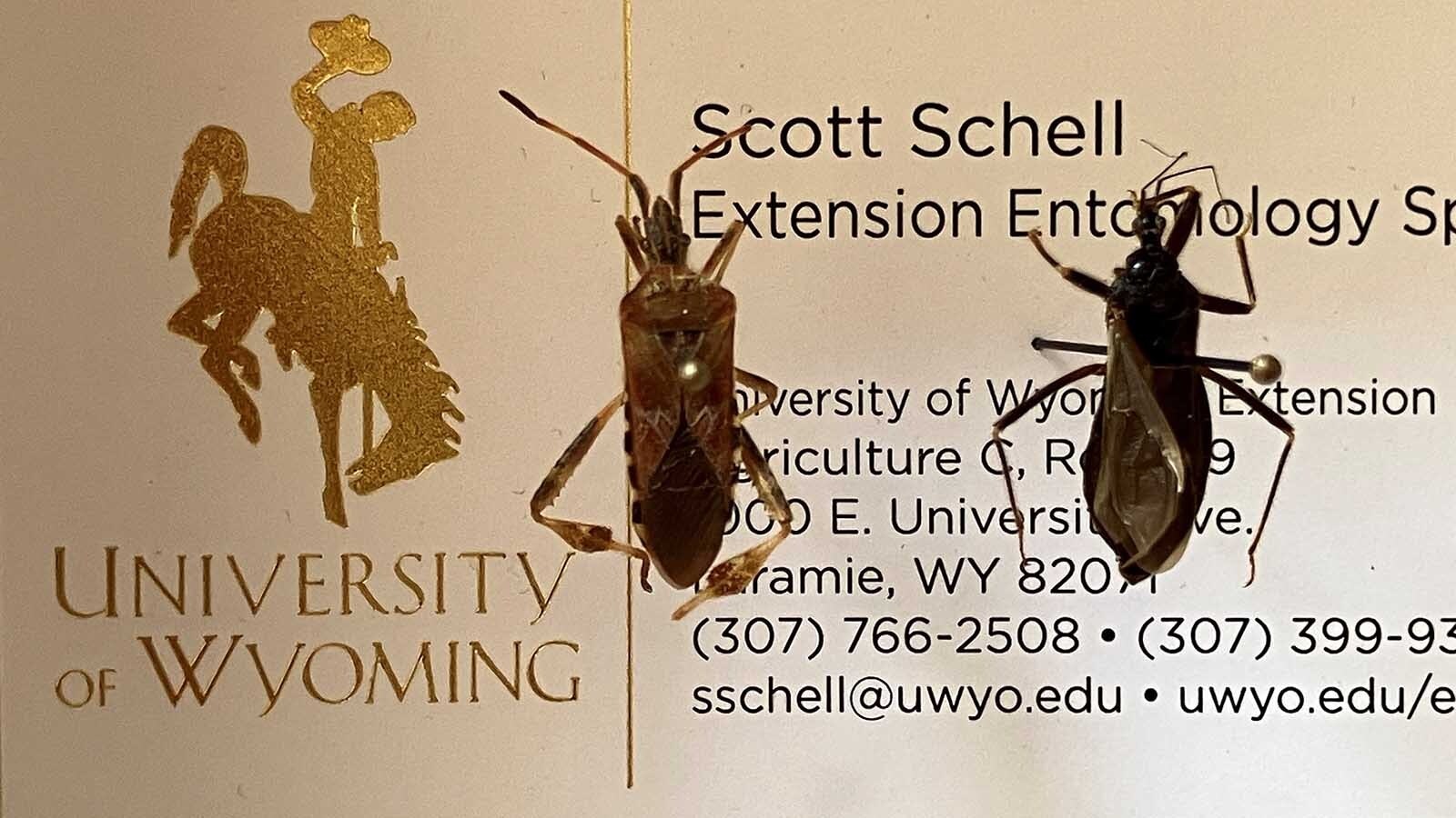 Researchers have confirmed the presence of "kissing bugs" that carry the Chagas disease in Wyoming. The CDC says the parasitic disease is often fatal if not treated, and can linger in a body for years.