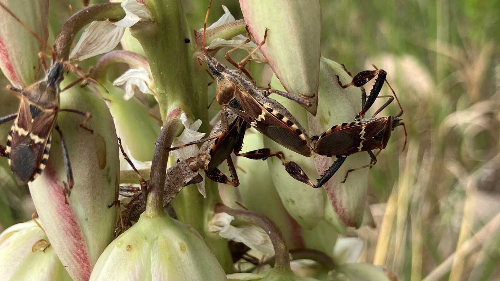 Researchers have confirmed the presence of "kissing bugs" that carry the Chagas disease in Wyoming. The CDC says the parasitic disease is often fatal if not treated, and can linger in a body for years.
