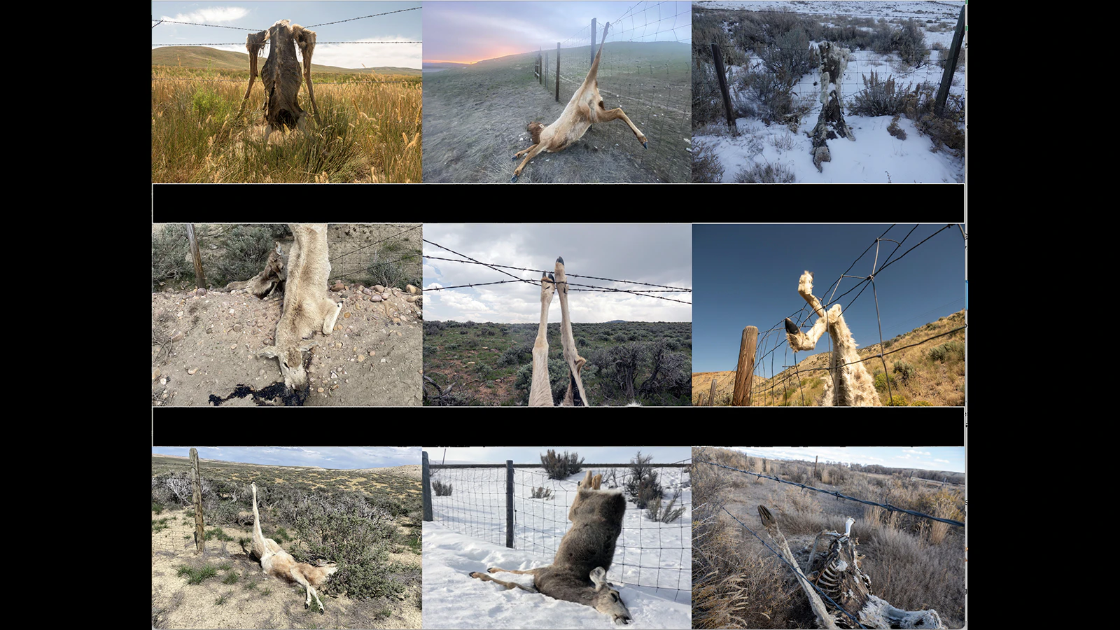 Kristin Hugo of Kemmerer has turned her fascination of bone-hunting into a social media of over 366,000 social media followers with her posts of pictures and videos of dead things. Hugo said her goal is to educate the public on what she sees as the beauty of bones and carcasses.