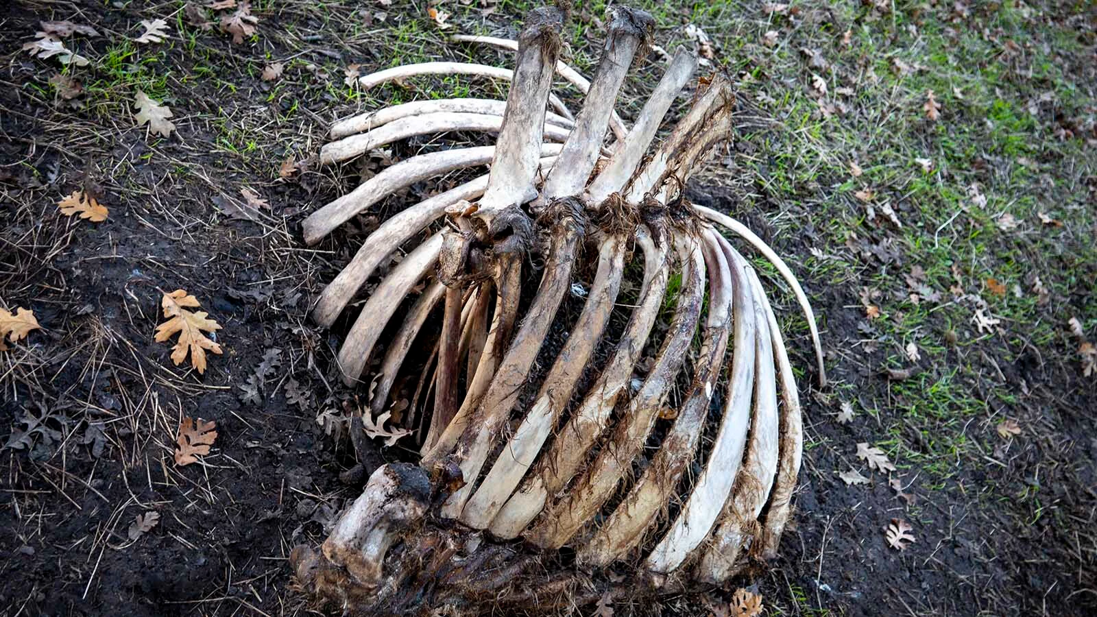 Kristin Hugo of Kemmerer collects bones. She photographs the majority of her finds which she then shares to her many followers as she shares her passion for all dead creatures.