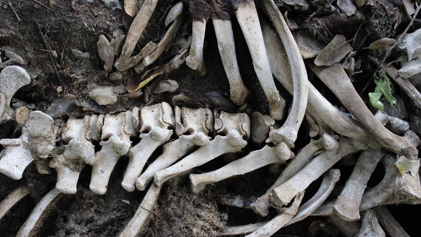 Kristin Hugo of Kemmerer collects bones. She photographs the majority of her finds which she then shares to her many followers as she shares her passion for all dead creatures.