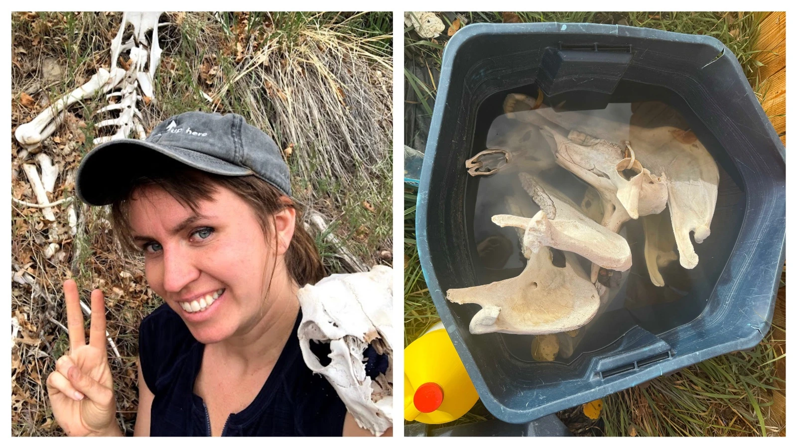 Although Kristin Hugo estimates that she only collects about 1% of the bones and carcasses she finds on her bone tours, there are some skulls that tell such a powerful story that she takes them home and prepares them either to keep or sell. She uses the maceration process and calls it a gross but necessary process to bleach out the bones.