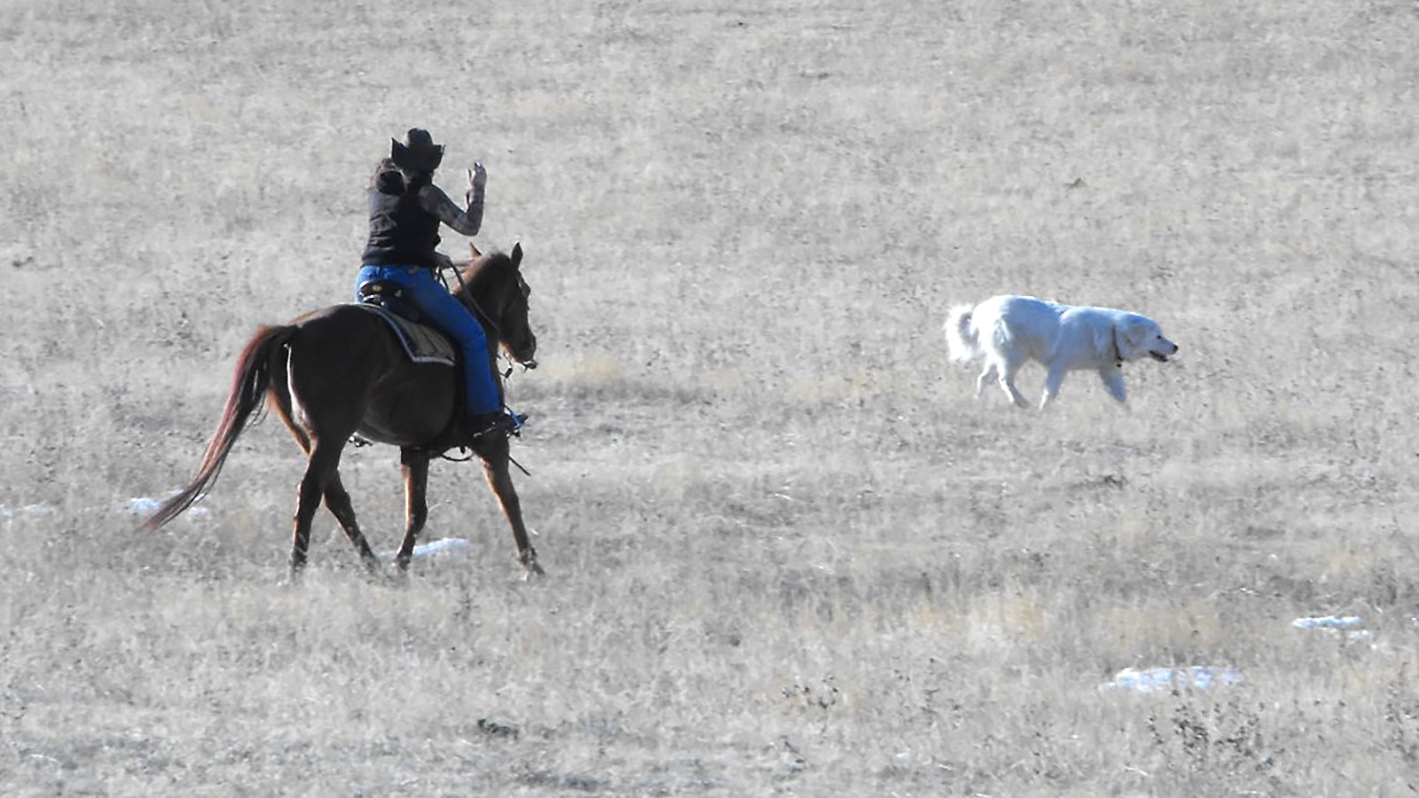 Krisztina Gayler has experience ranching in Europe and Colorado. She says range riding is effective in protecting livestock from wolves, but it’s brutally hard work.