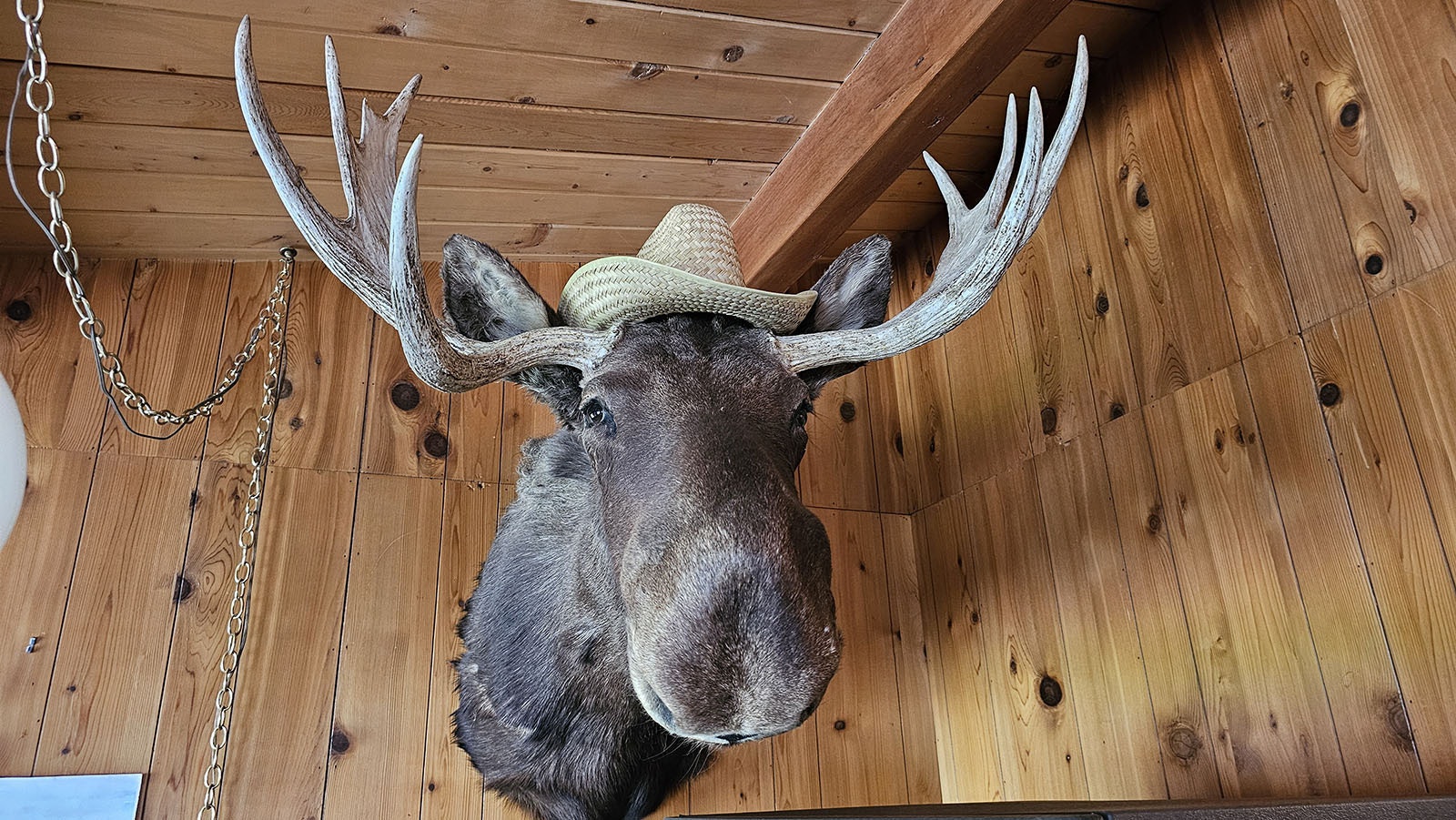 The moose at the Kudar doesn't have a name, but it has a hat. Michael Kudar says the hat was added by his grandma, who decided the hat looked good on him.