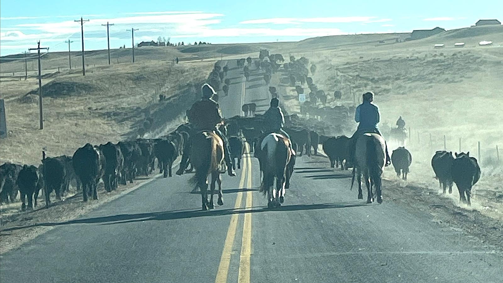 The Laramie County Sheriff's Office helps Red Baldy Ranch move 400 cattle on Campstool Road the day before Christmas.