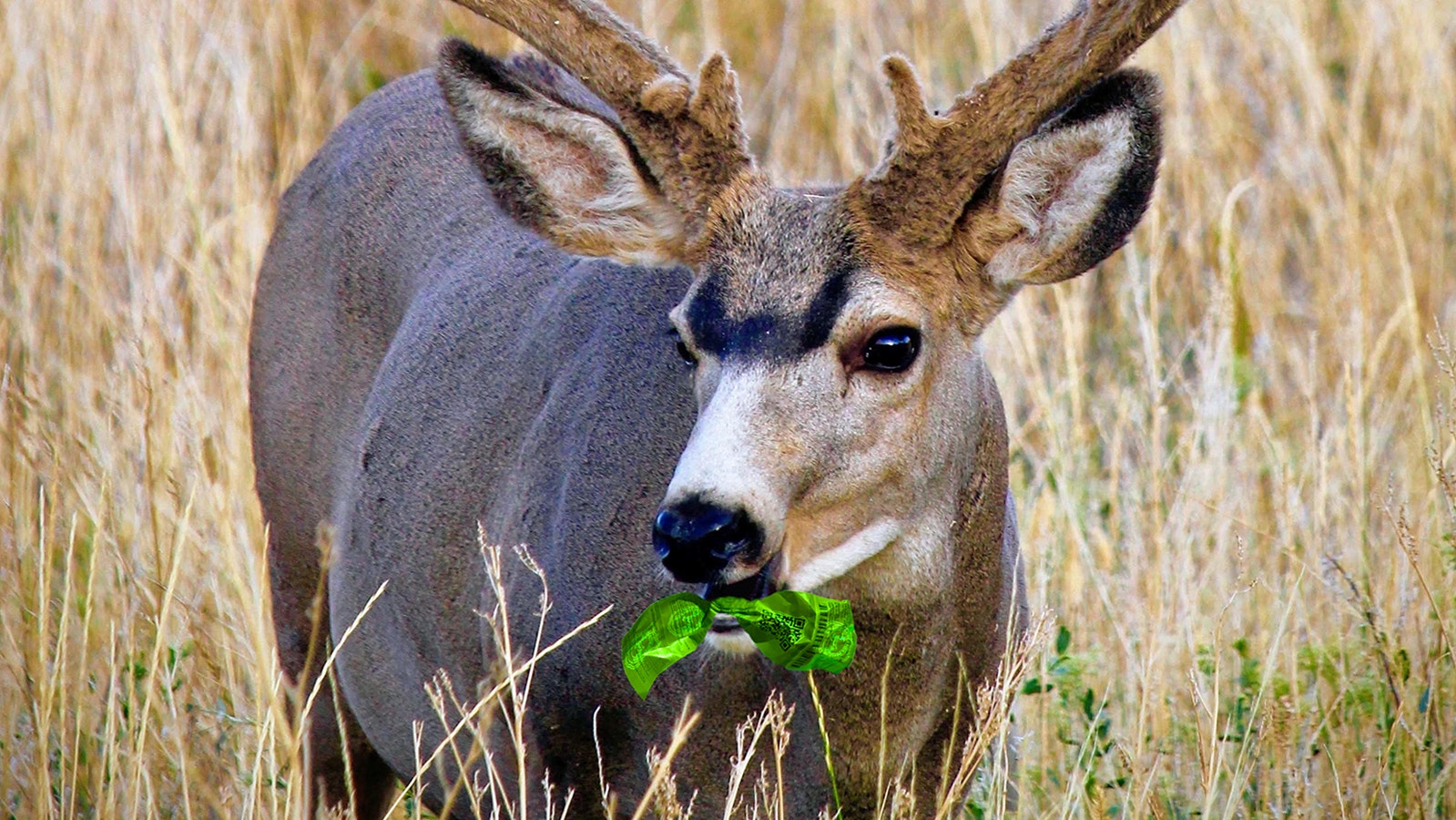 “Eating your tag” is a common saying among hunters, referencing an unsuccessful deer season. The “let a deer walk” prize drawing ask hunters to leave their tags unfilled this fall.