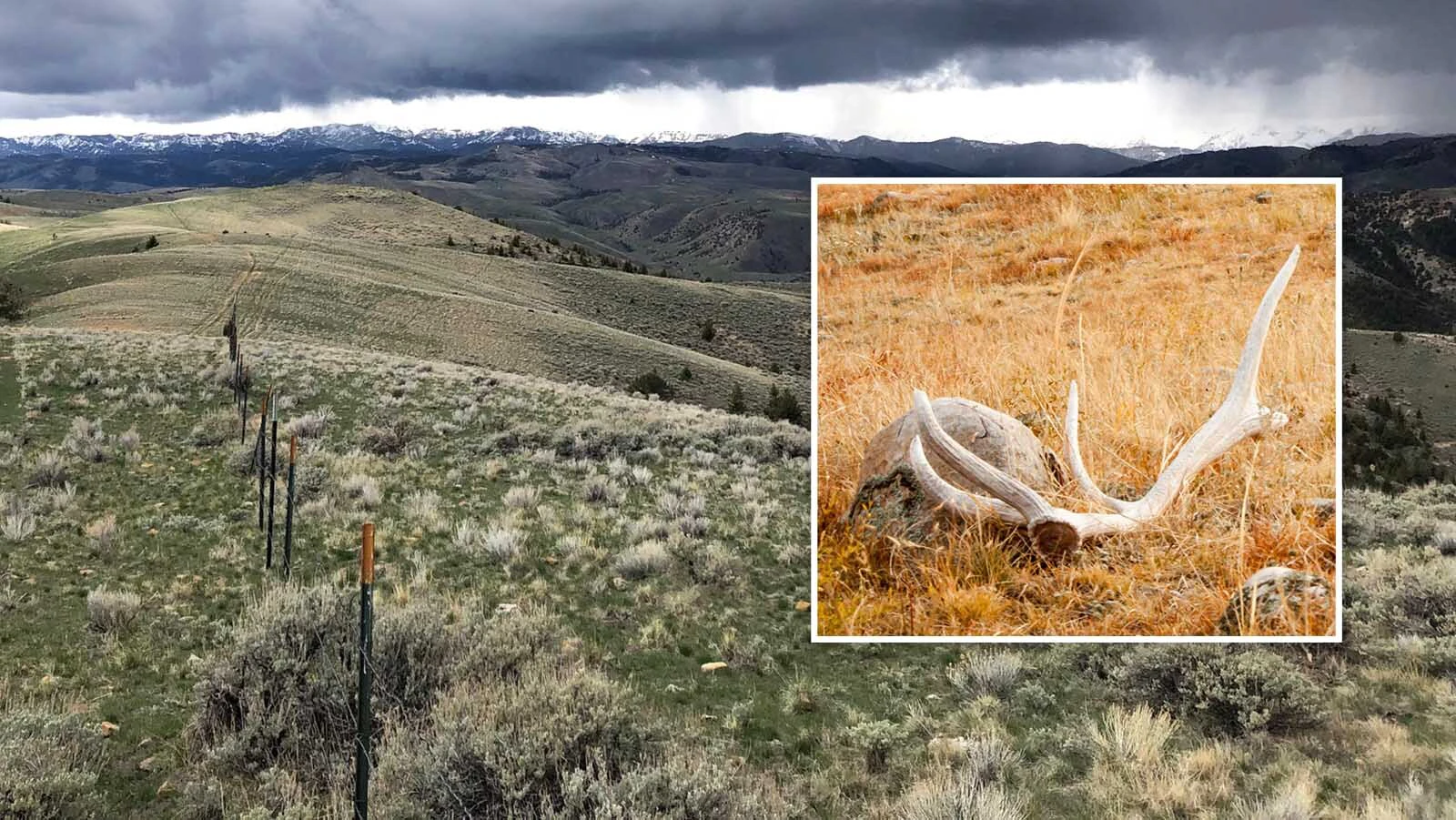 To nab trespassers hunting shed antlers on a ranch in Hot Springs County, Game and Fish put tracking devices in antlers and planted them around the ranch. The first one was picked up by a local 7-year-old boy, which got his father a ticket.