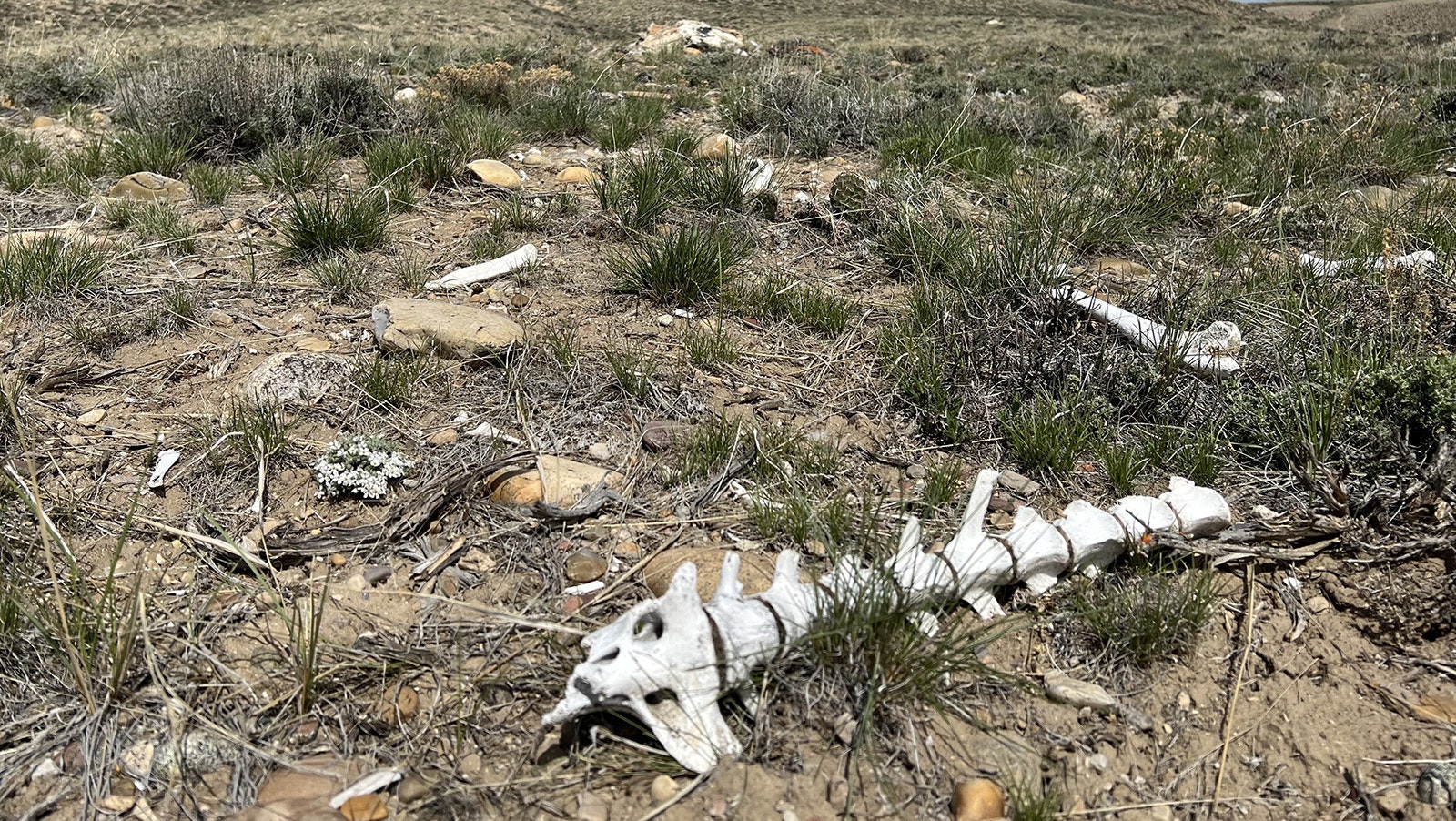 Mother Nature is reclaiming the remains of thousands of antelope that died this winter near La Barge.