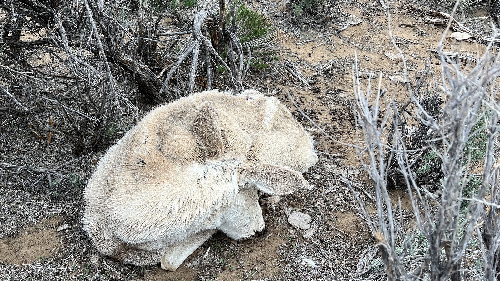 After shedding his antlers, this buck curled up and died on the range near La Barge, one of thousands of deer from the Wyoming Range herd that perished this winter and spring.