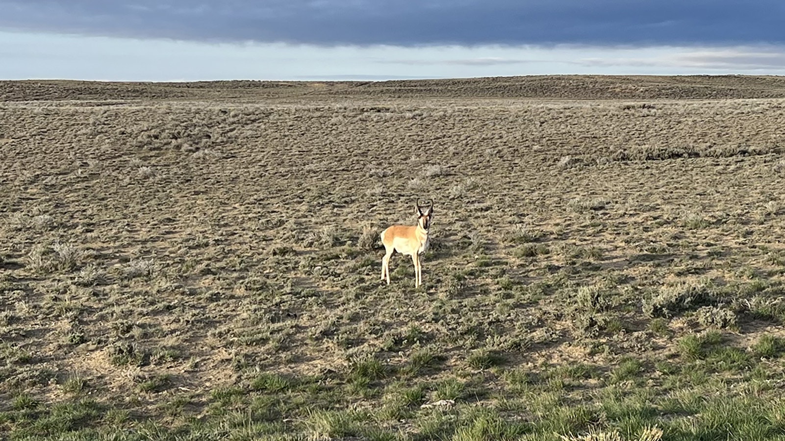 A young buck antelope timidly checks out an observer near La Barge on Monday. He’s one of the lucky ones, as pneumonia and starvation killed thousands of antelope across central and south-central Wyoming this winter.