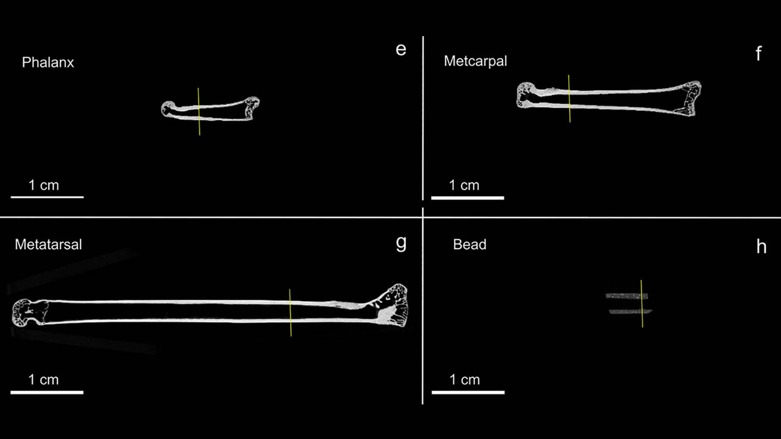 Diagrams showing the leg bones of a modern snowshoe hare with the yellow lines marking the location of where the bead could have come from. The actual La Perle bead was made from bone from a prehistoric hare.