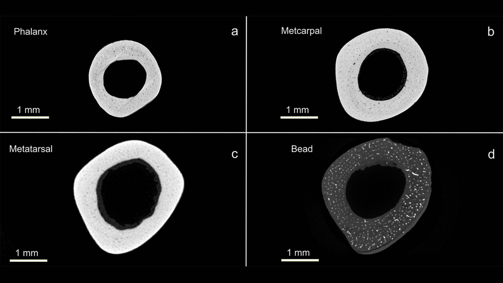 CT scans show cross sections of the La Perle bone bead.