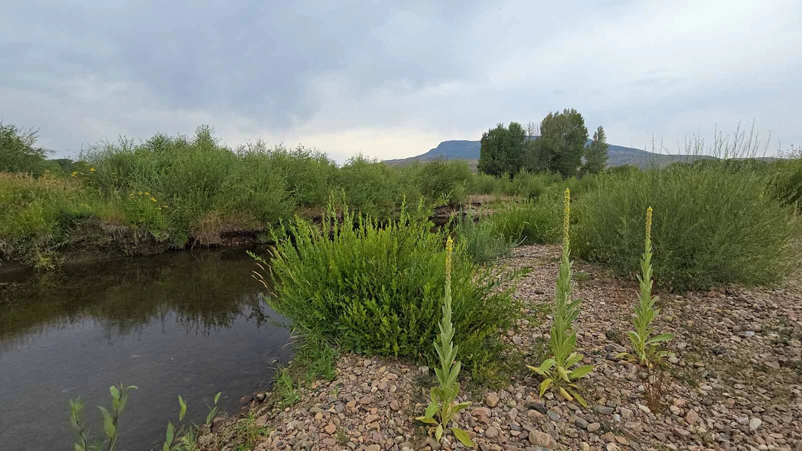Battle Mountain in the background, as seen from the Ladder Ranch near the confluence of the Little Snake River and Battle Creek.