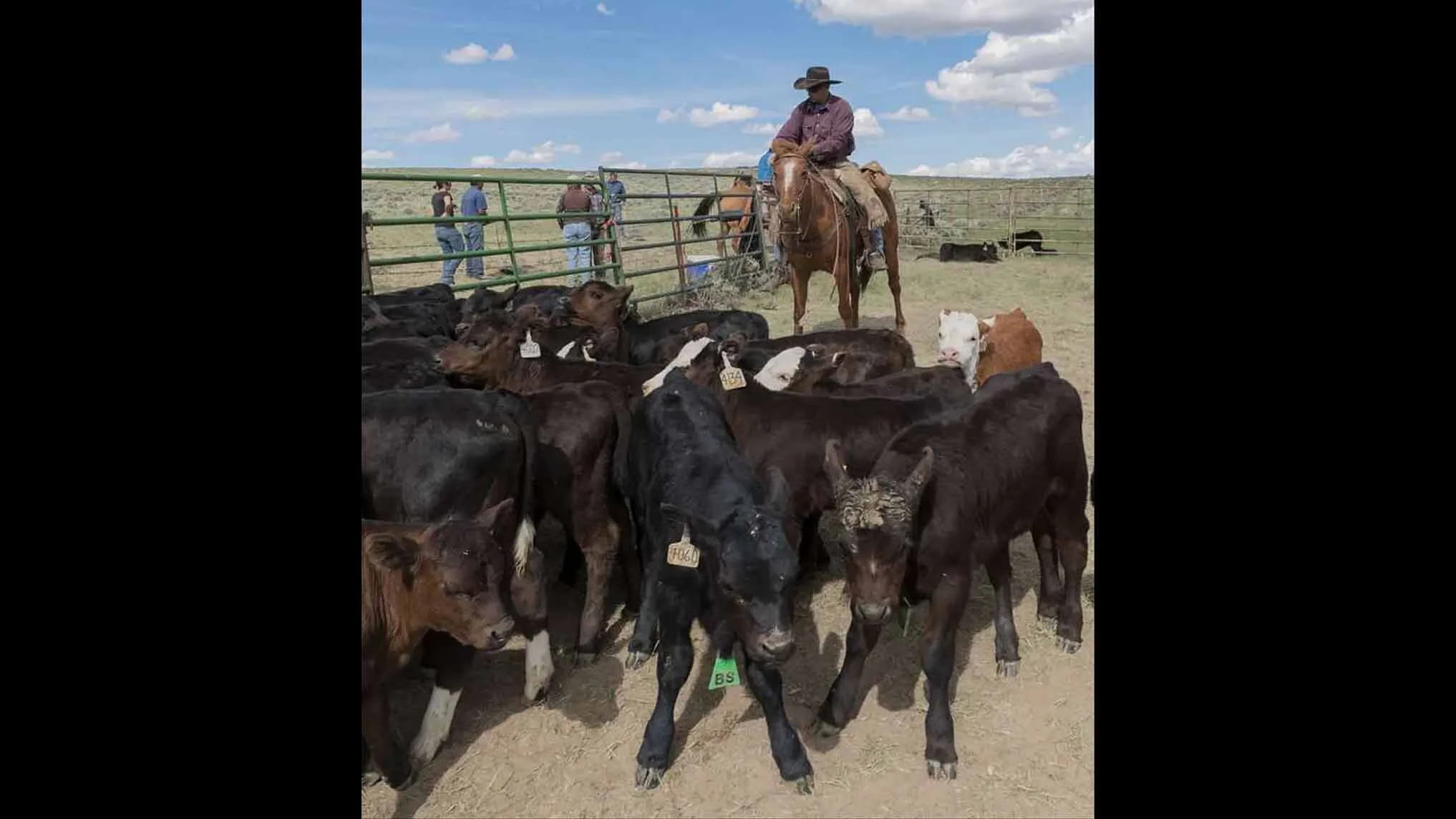 Calves are rounded up for branding just below the Wyoming border on the Ladder Ranch’s cattle operation. The ranch also runs extensive sheep grazing on generational land that straddles the Wyoming-Colorado border just down the road from Savery.