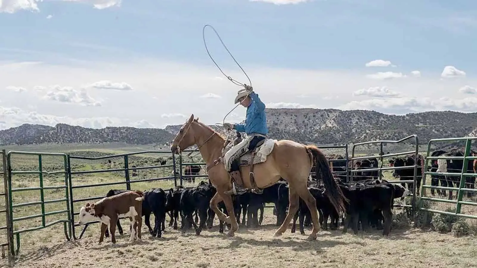 Calves are rounded up for branding just below the Wyoming border on the Ladder Ranch’s cattle operation. The ranch also runs extensive sheep grazing on generational land that straddles the Wyoming-Colorado border just down the road from Savery.