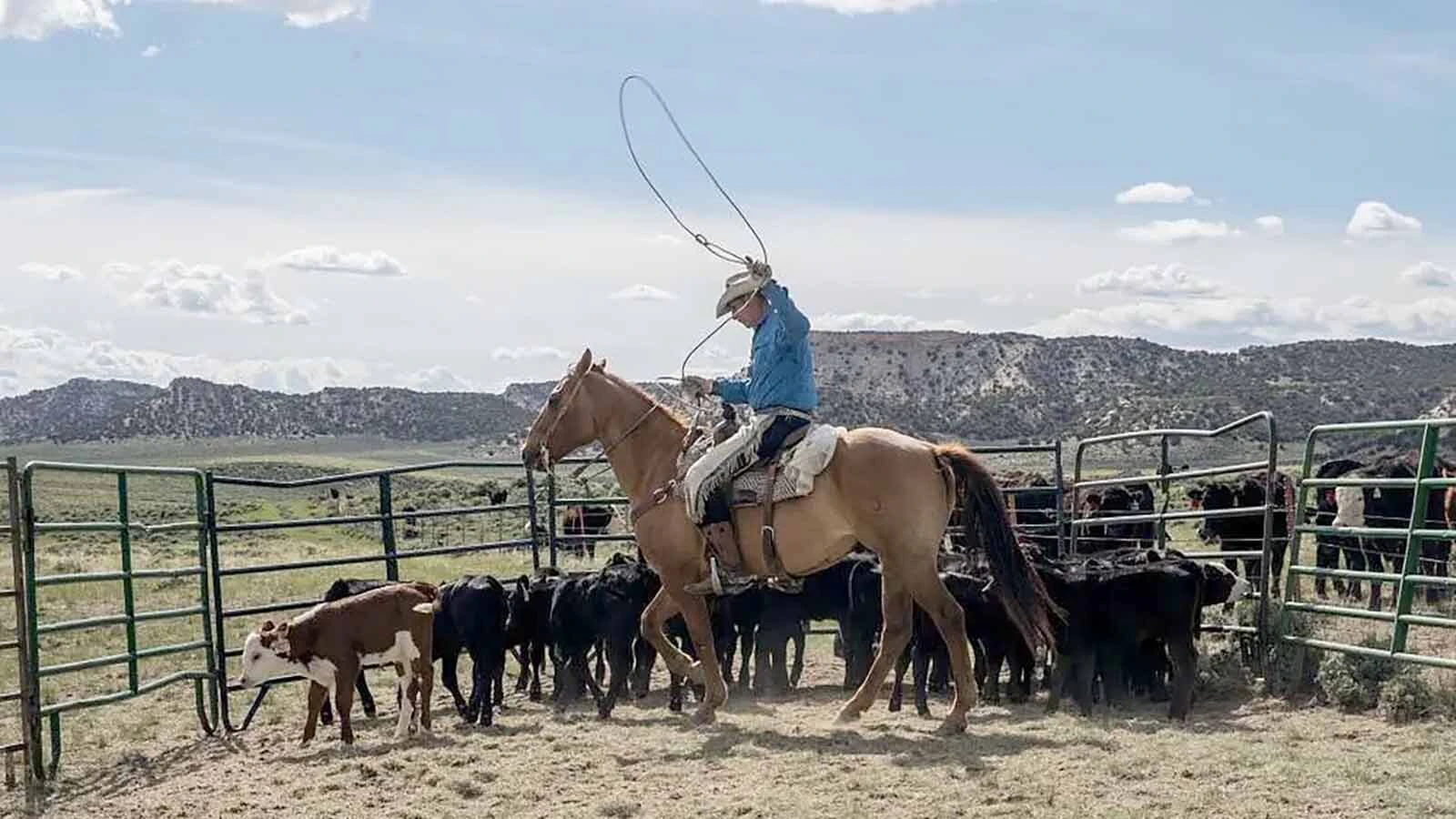 Calves are rounded up for branding just below the Wyoming border on the Ladder Ranch’s cattle operation. The ranch also runs extensive sheep grazing on generational land that straddles the Wyoming-Colorado border just down the road from Savery.