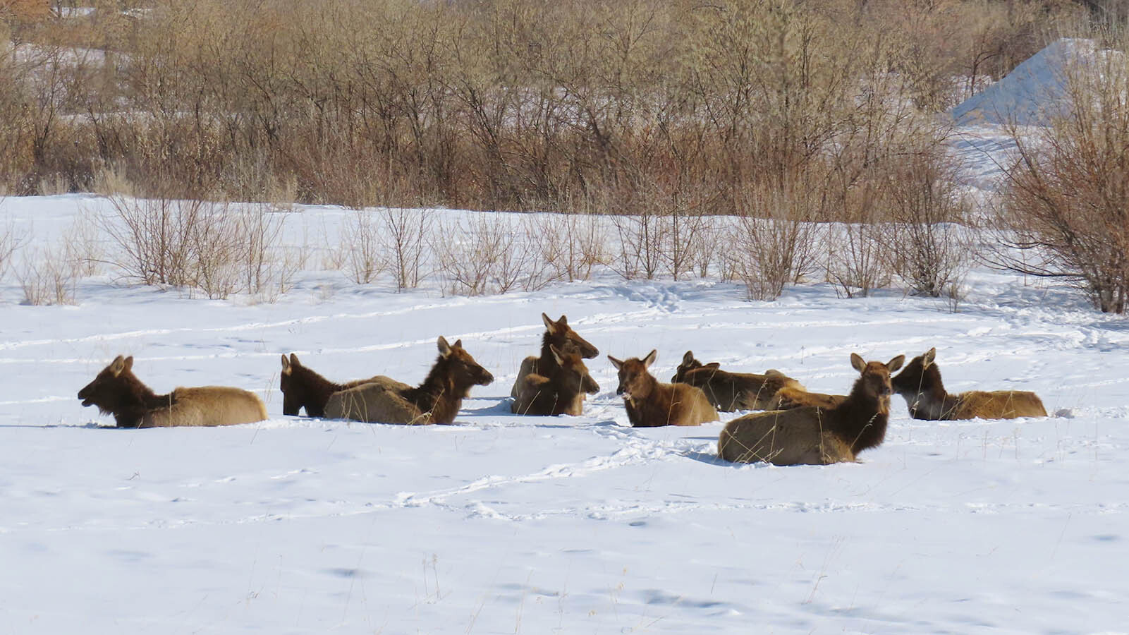 Elk enjoy the sunshine in a field near Lander earlier this month. The number of elk hanging out near town was growing, so the Wyoming Game and Fish Department has started allowing special hunts there.