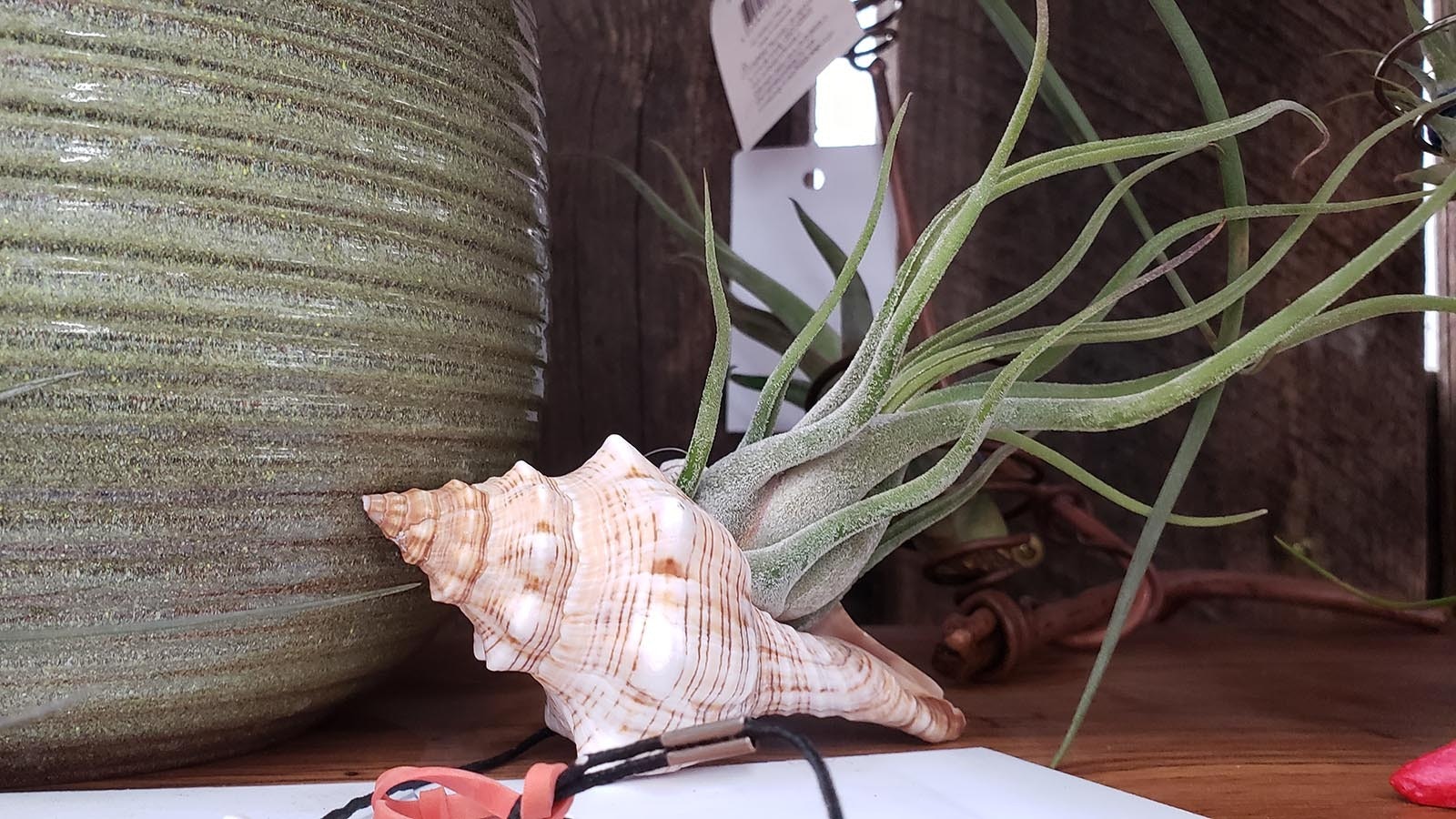 An air plant grows in a seashell.