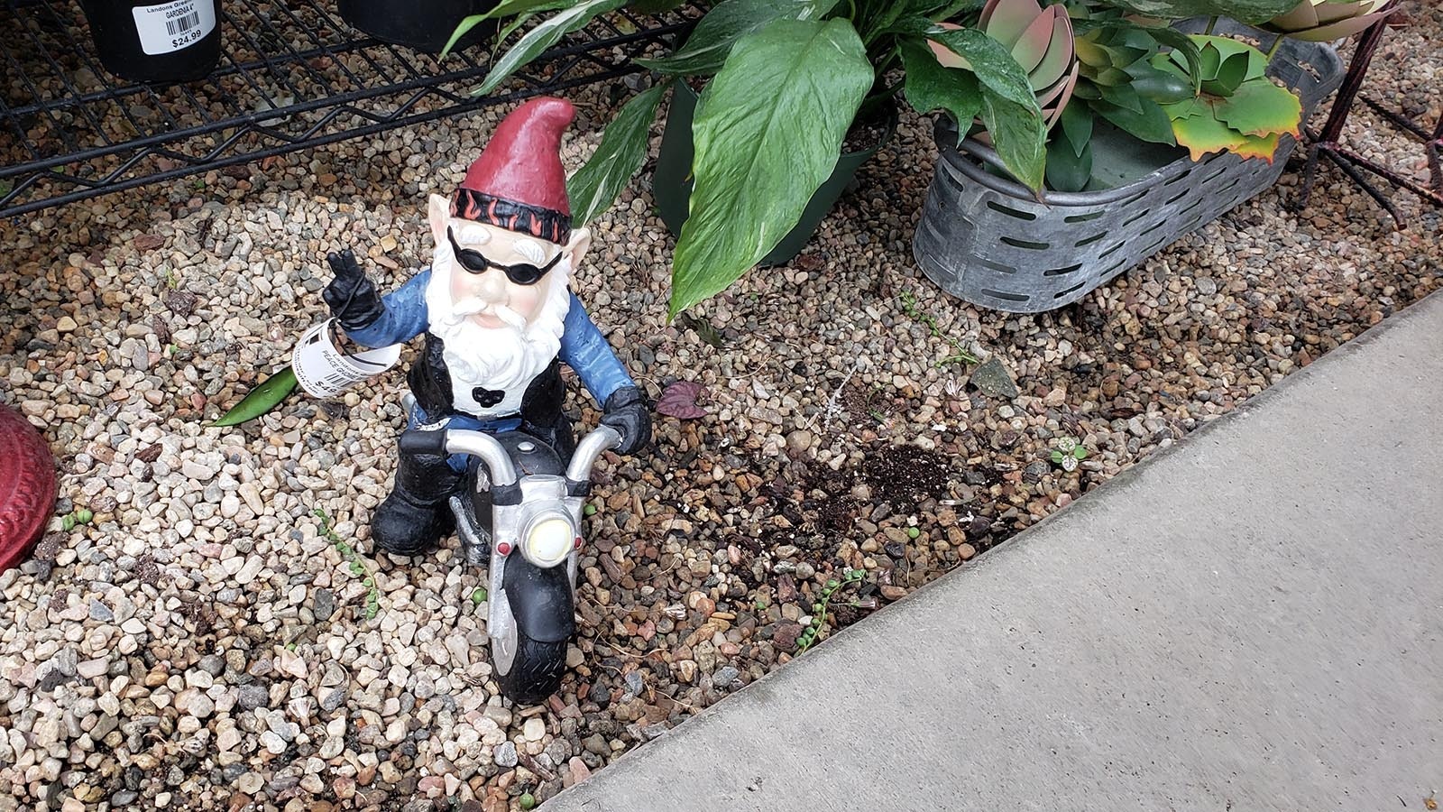 One tough gnome, but not the official gnome of the greenhouse.
