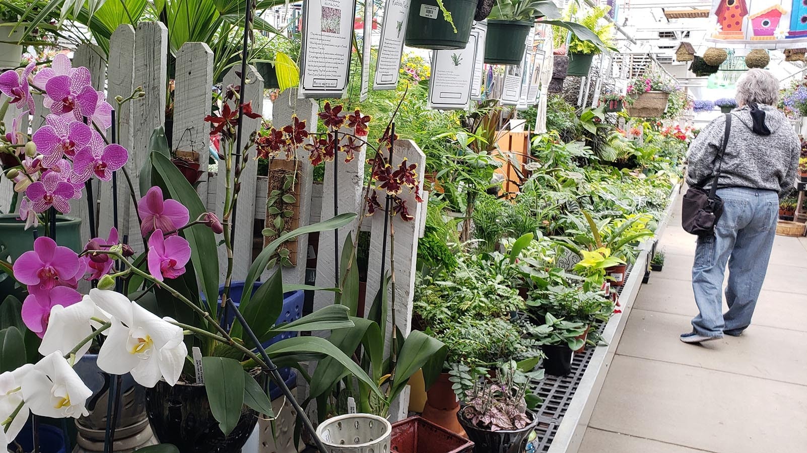 Orchids, ferns and more.