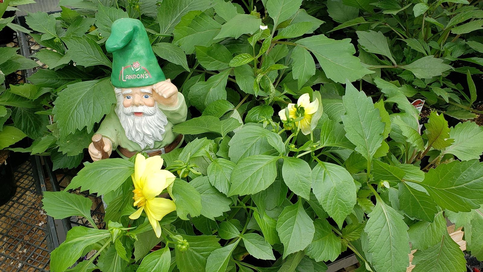 The official Landon's Greenhouse gnome.