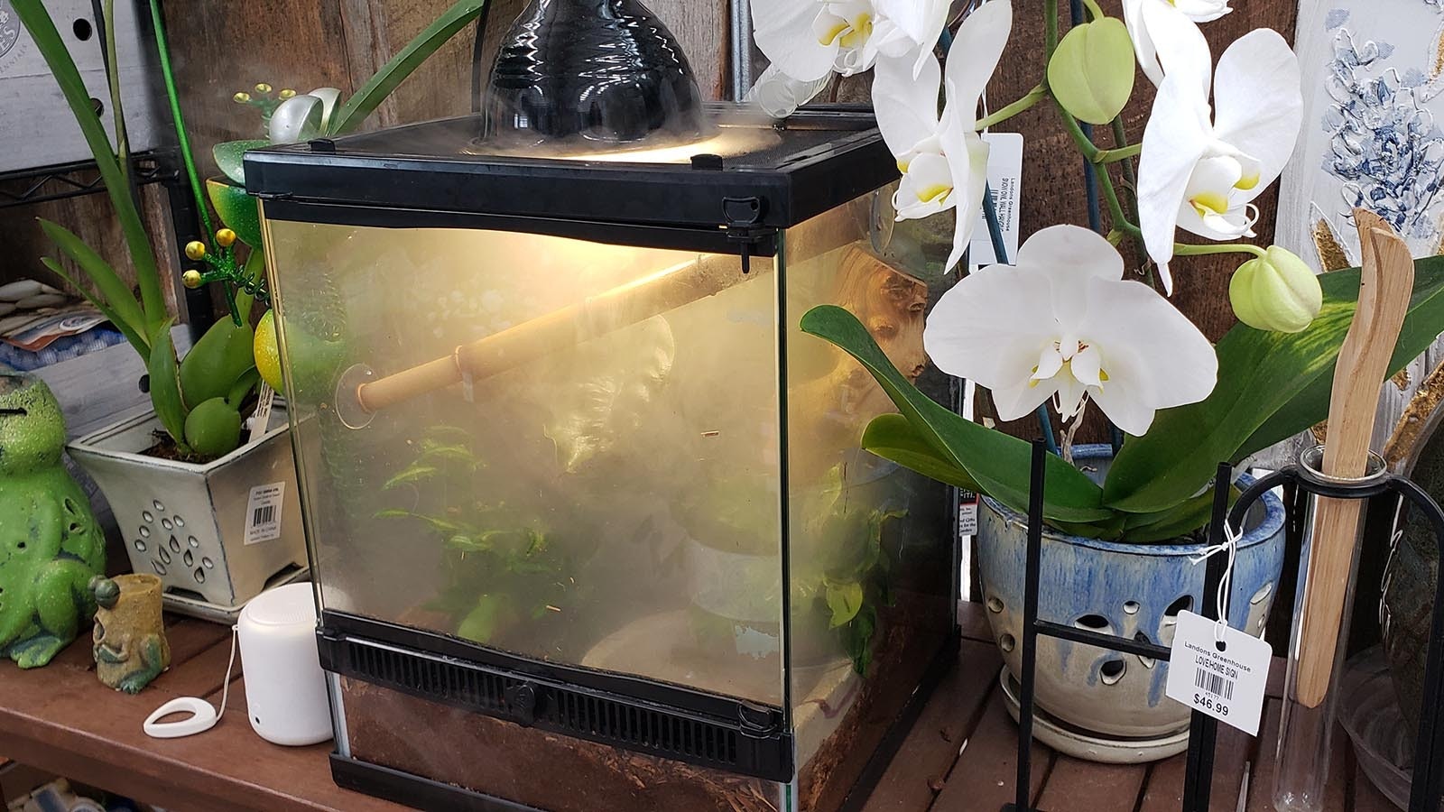 This aquarium is more about the frogs than the plant. The humidity helps ensure the frogs are healthy and happy.