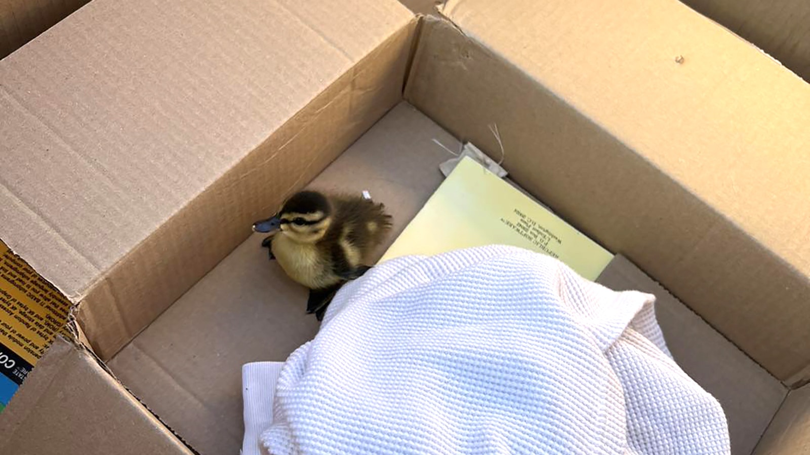 One of three ducklings pulled from a Laramie storm drain Tuesday.