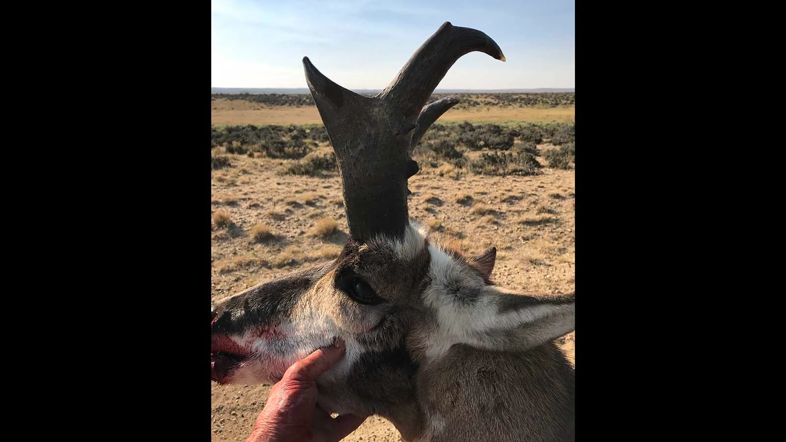 Larry Hicks shot this Boone and Crocket record book trophy buck pronghorn in 2018. "I watched this buck for three years; he always had great mass but not much length. He was 6 to 7 years old when harvested,” Hicks said. Though the buck’s horns were only about 13 inches long, the mass made up for it, yielding a net score of 80 inches. It was the “third shortest” pronghorn to ever make the record books, he said.