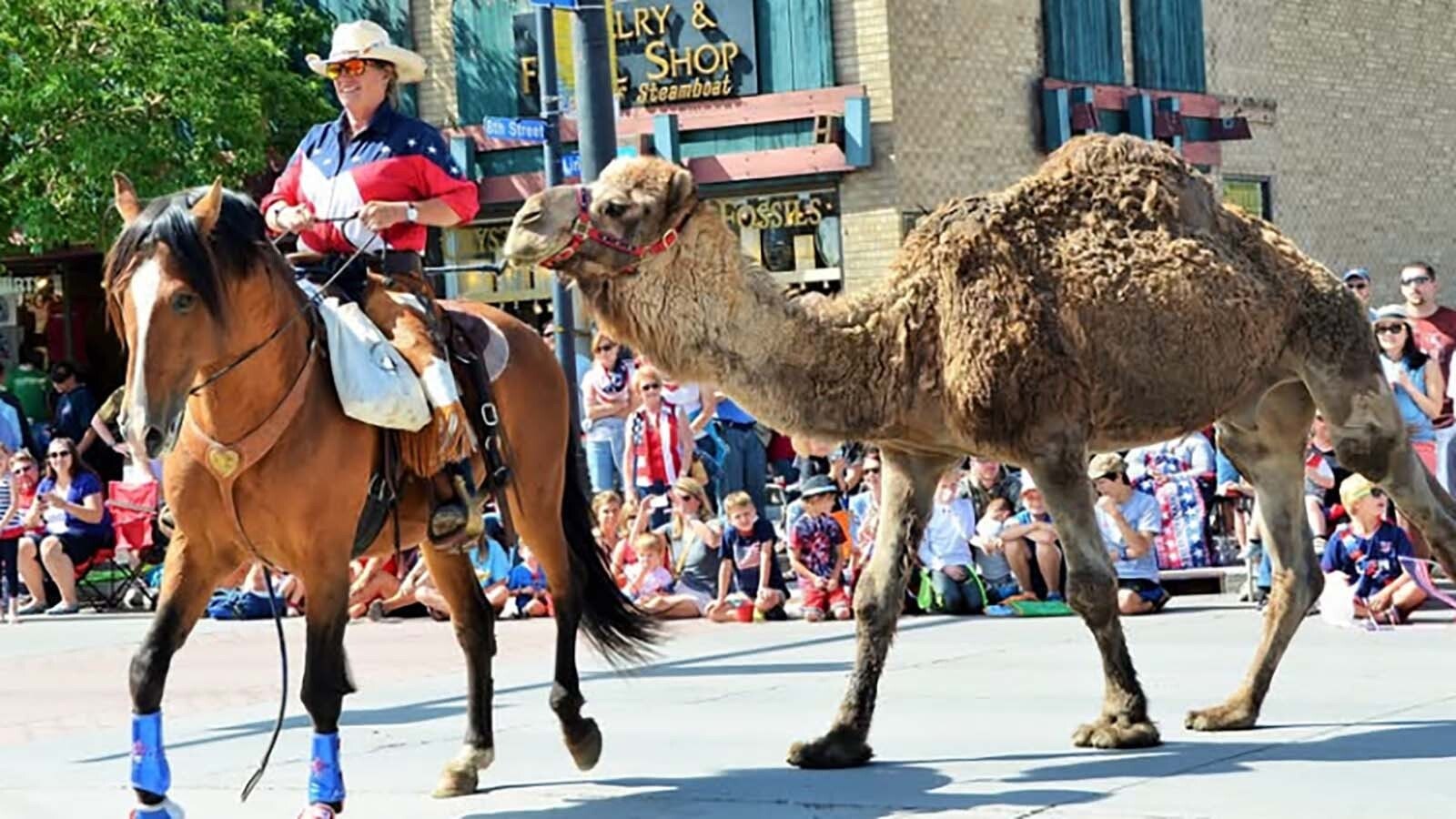 Larry the camel during one of his many appearances in the Fourth of July parade in Steamboat Springs, Colorado.