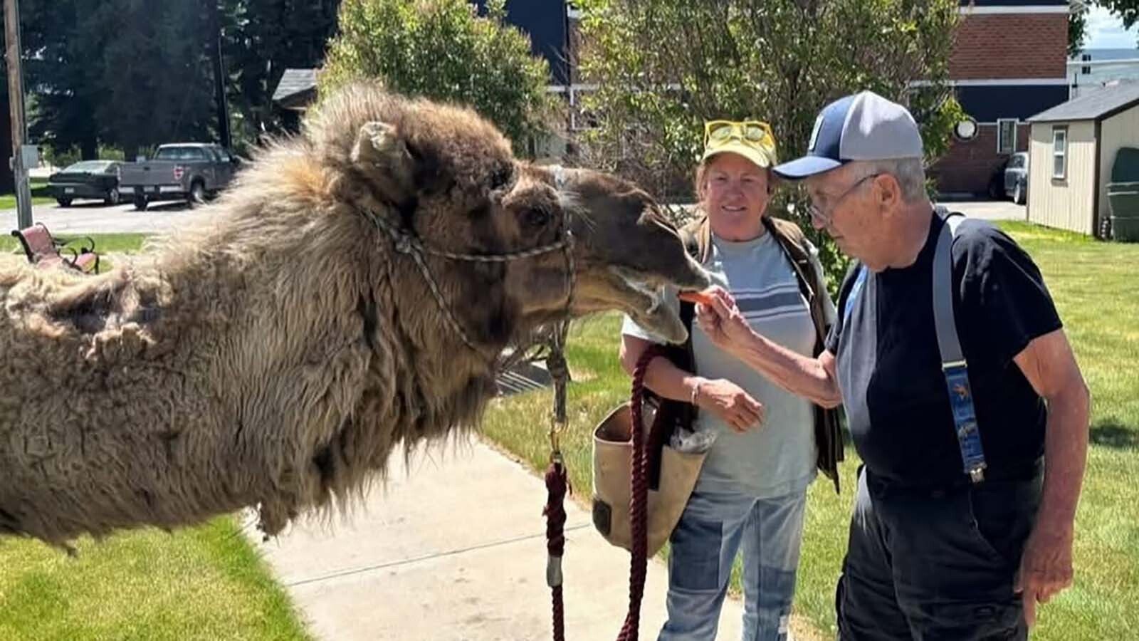 Larry the camel during his last public appearance at Cliffview Assisted Living in Kremmling, Colorado. Larry was less than a year old when he was gifted to Bethany Aurin, who raised him into the gentle giant that won the hearts of many across northern Colorado.