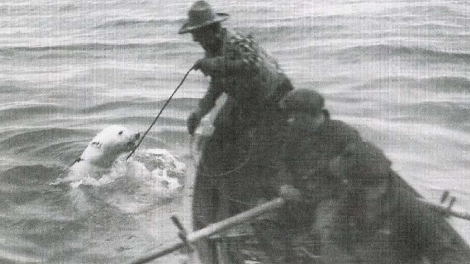 Carl Dunrud, Wyoming cowboy and Yellowstone Park Ranger, lassoed this male polar bear cub in Baffin Bay. He successfully captured the 2-year-old during the Putnam Greenland Expedition of 1926 and brought it to New York to the Bronx Zoo.