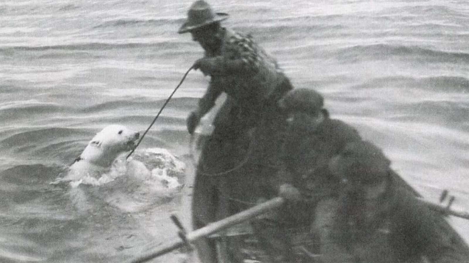 Carl Dunrud, Wyoming cowboy and Yellowstone Park Ranger, lassoed this male polar bear cub in Baffin Bay. He successfully captured the 2-year-old during the Putnam Greenland Expedition of 1926 and brought it to New York to the Bronx Zoo.