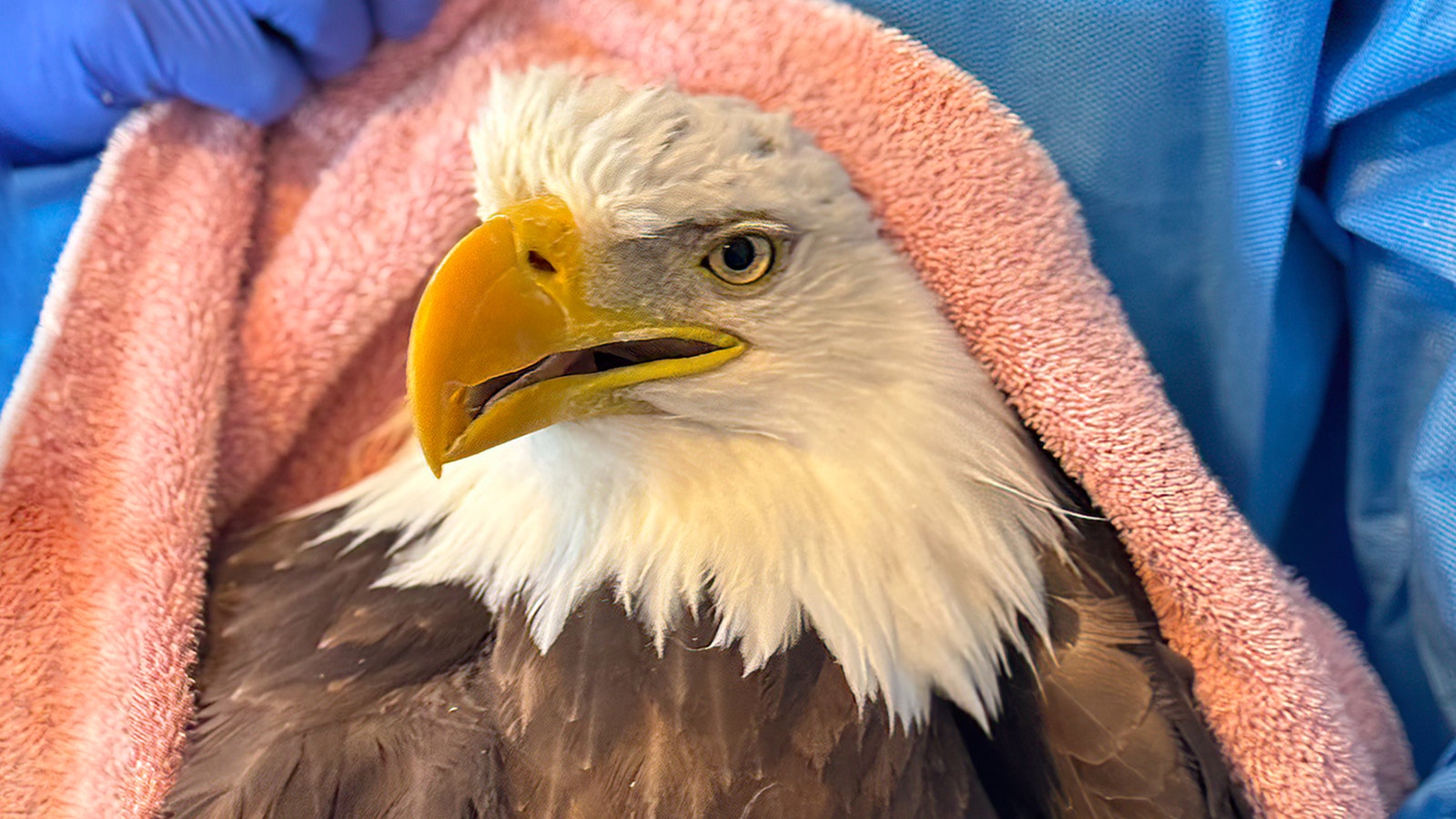 A bald eagle with severe lead poisoning is fighting for its life at a Colorado raptor rehabilitation center.