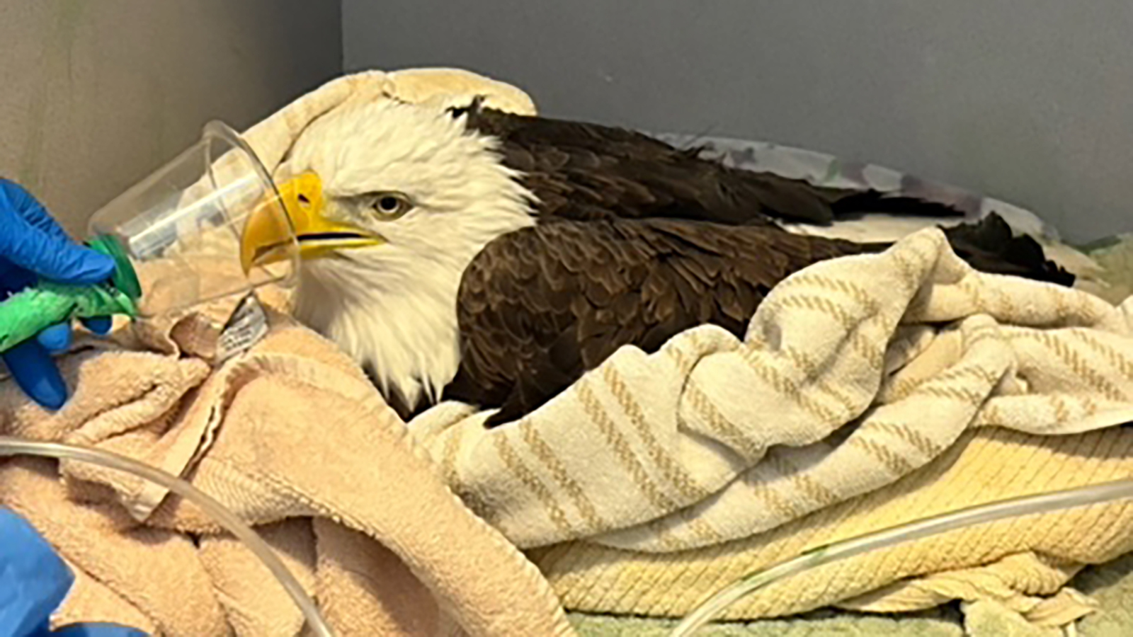 A bald eagle with severe lead poisoning is fighting for its life at a Colorado raptor rehabilitation center.