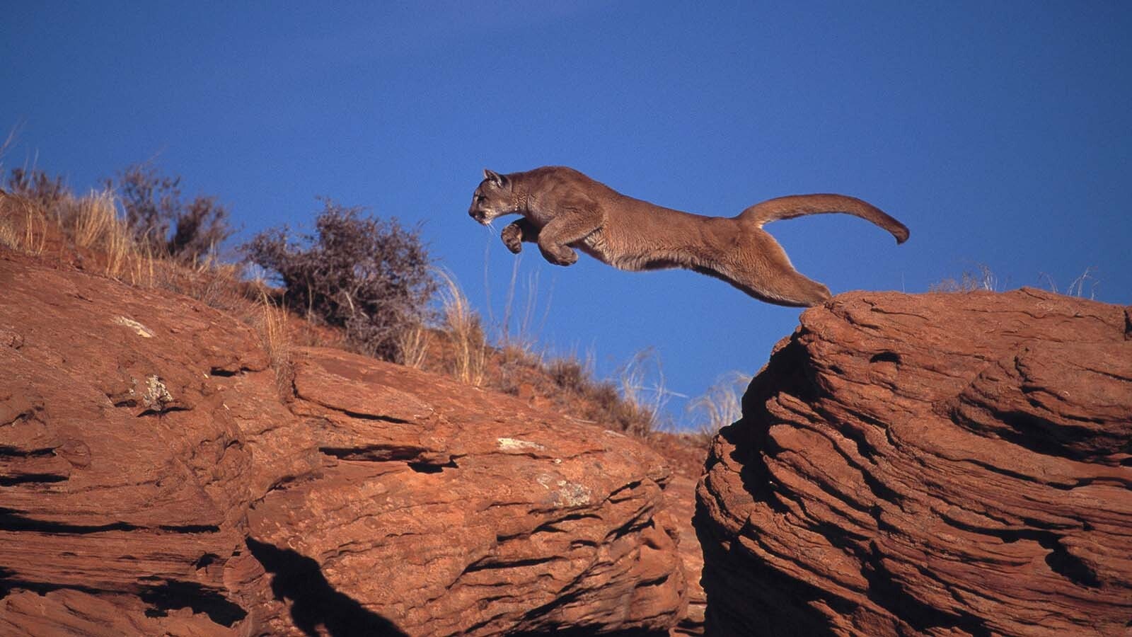 Majestic images of mountain lions leaping across gullies are most likely staged with captive animals. World-renowned Wyoming wildlife photographer Tom Mangelsen is on a mission to end the “game farms” that abuse and exploit those wild animals.