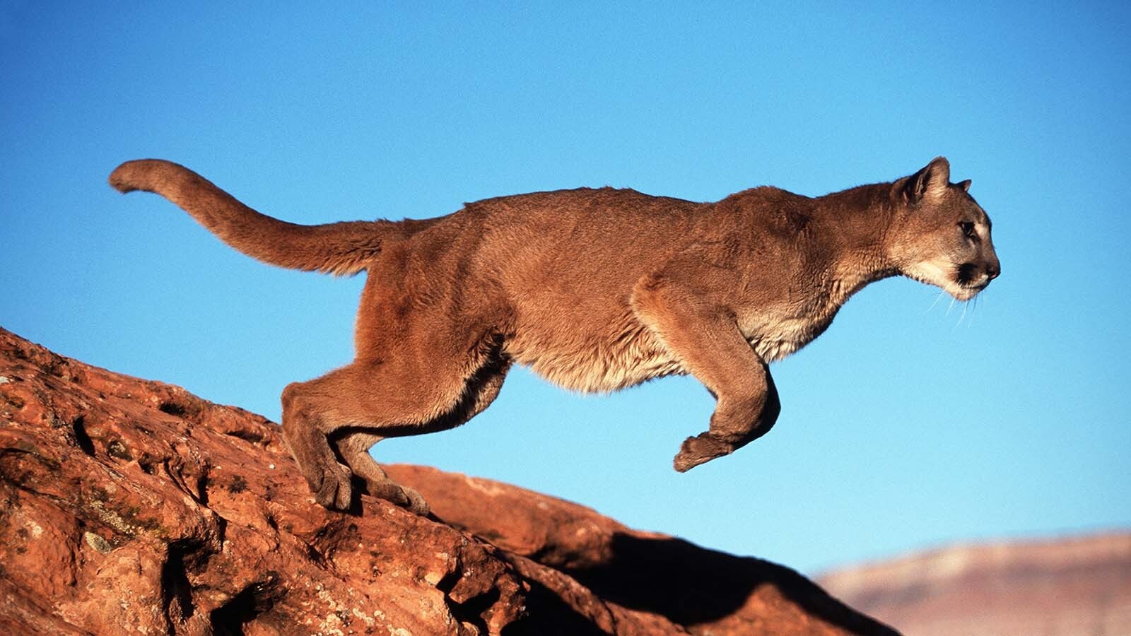 Majestic images of mountain lions leaping across gullies are most likely staged with captive animals. World-renowned Wyoming wildlife photographer Tom Mangelsen is on a mission to end the “game farms” that abuse and exploit those wild animals.