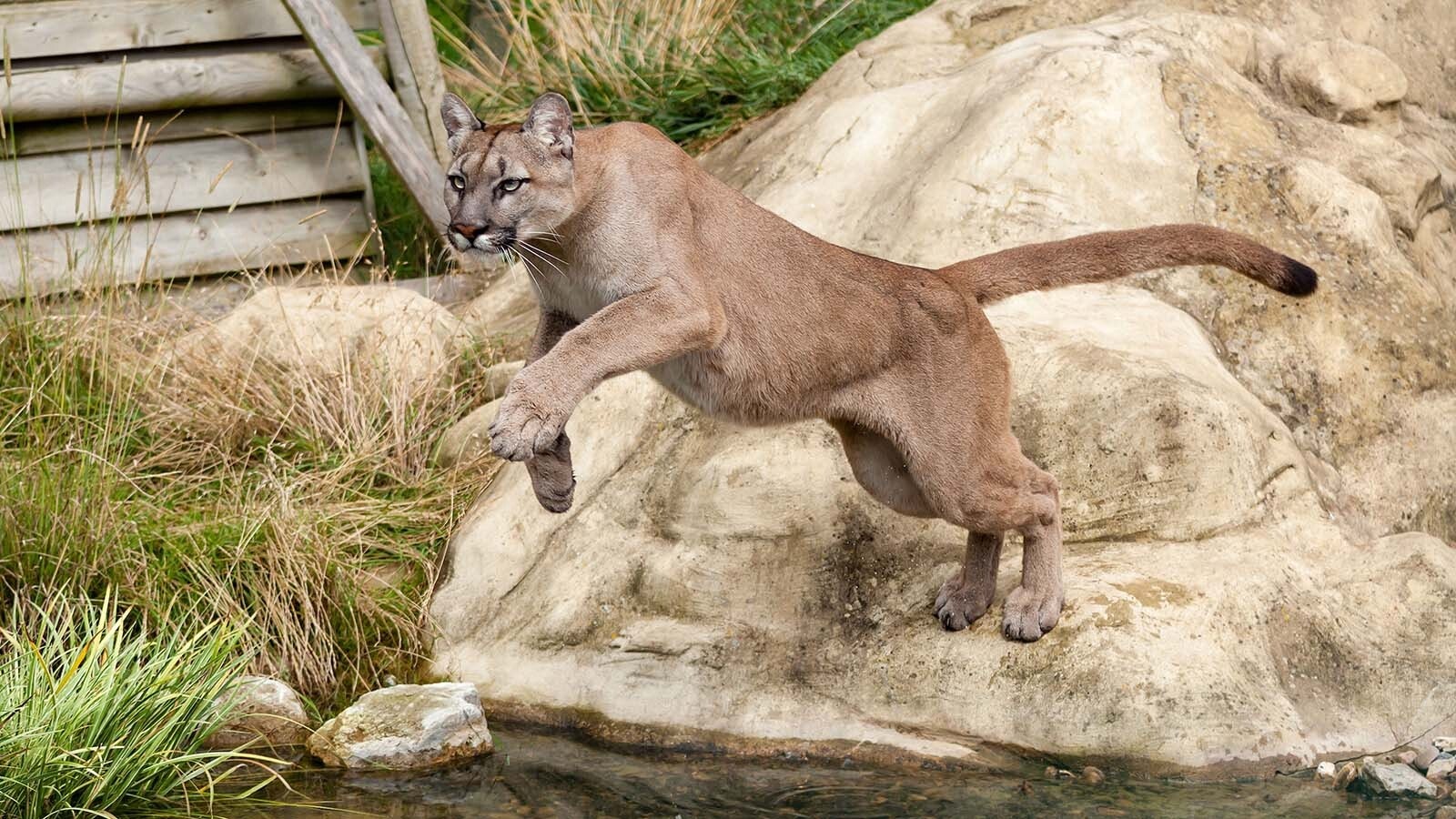 Majestic images of mountain lions leaping across gullies are most likely staged with captive animals. World-renowned Wyoming wildlife photographer Tom Mangelsen is on a mission to end the “game farms” that abuse and exploit those wild animals.
