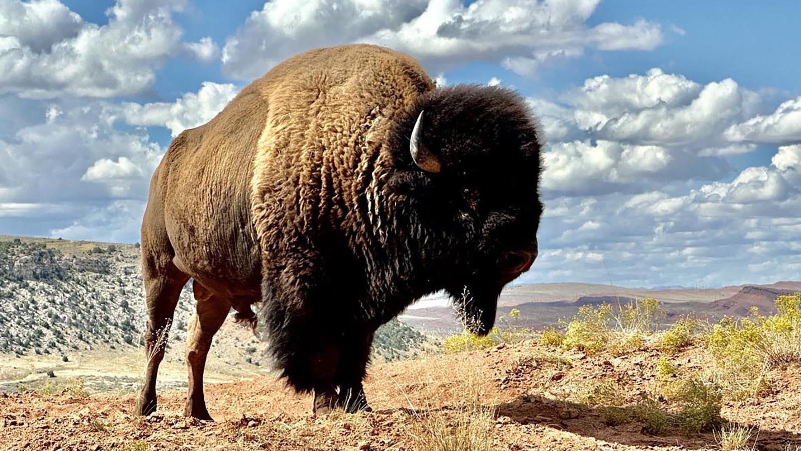 Buffalo (Bison) in the Hot Springs State Park, Thermopolis.