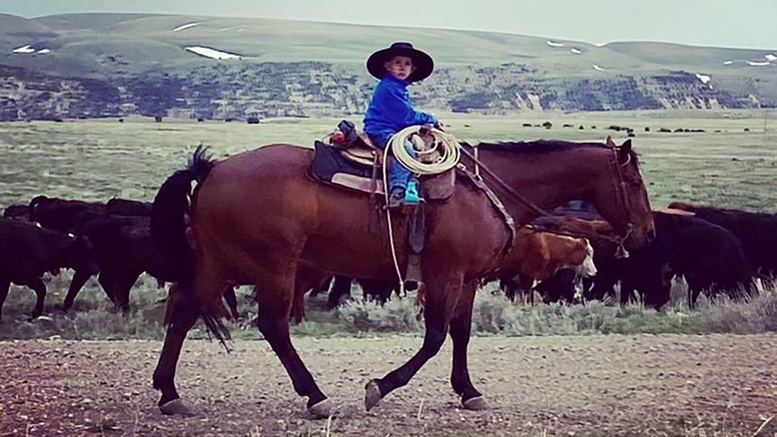 Levi Logan and Snip gather cattle on the Owl Creeks in Hot Springs County, Wyoming