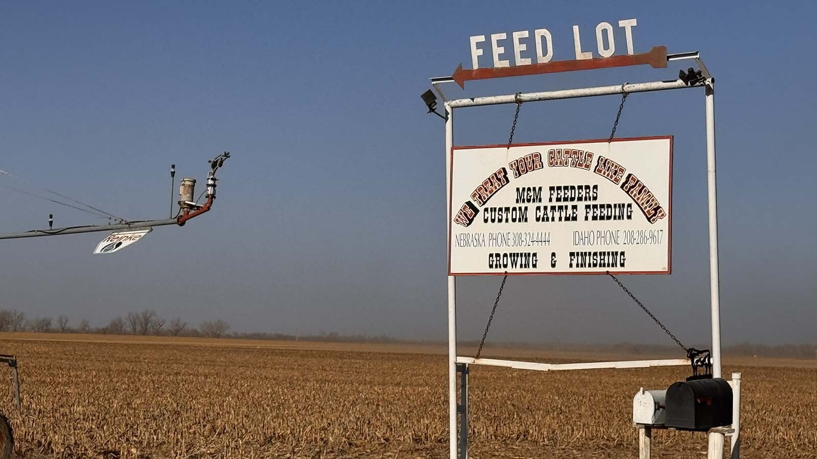 There are cattle feed lots all around Lexington, Nebraska, and one in the middle of town.