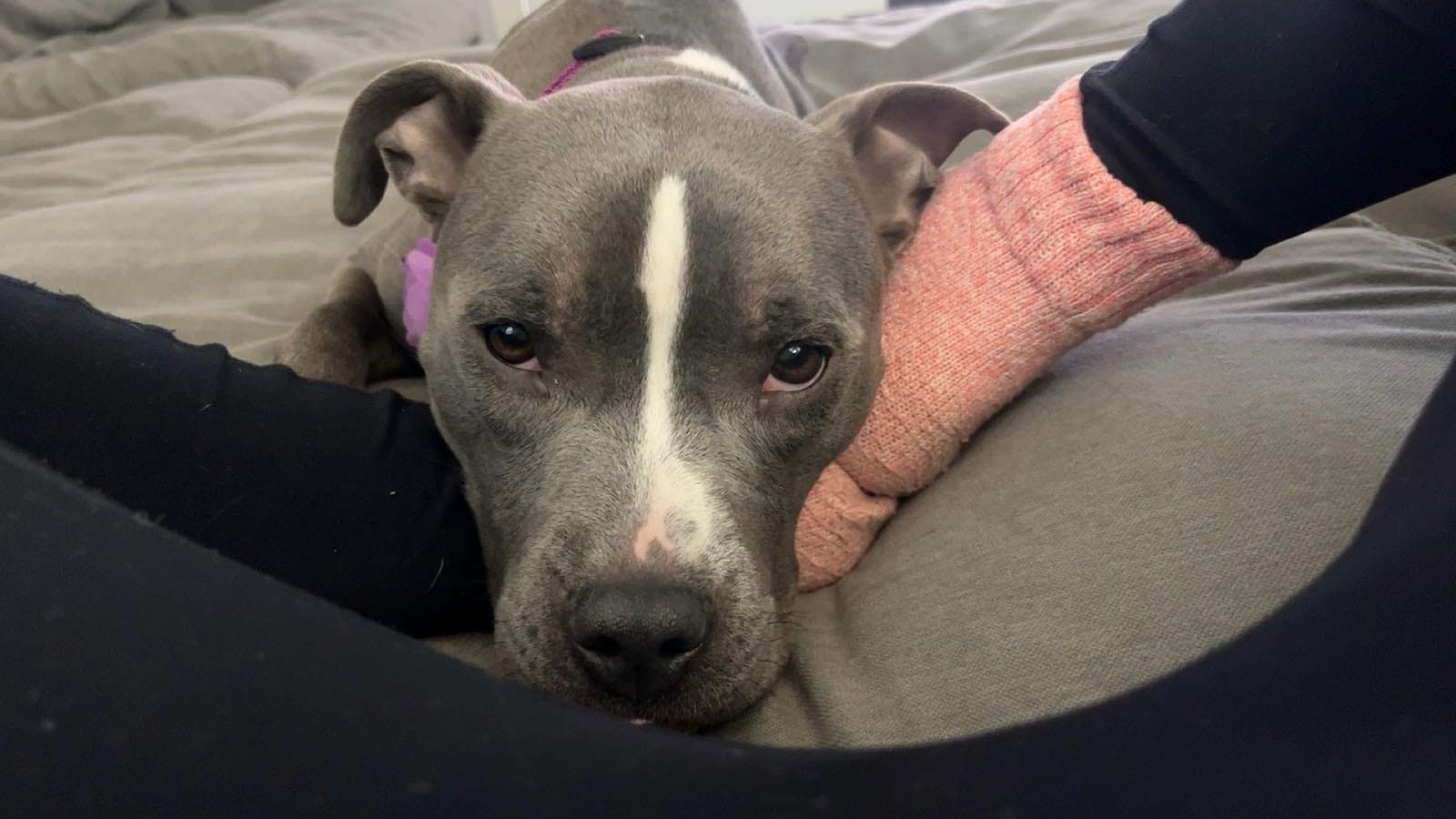 Hallie Blake's pit bull pup Lily, who had to be put down after being poisoned with antifreeze.