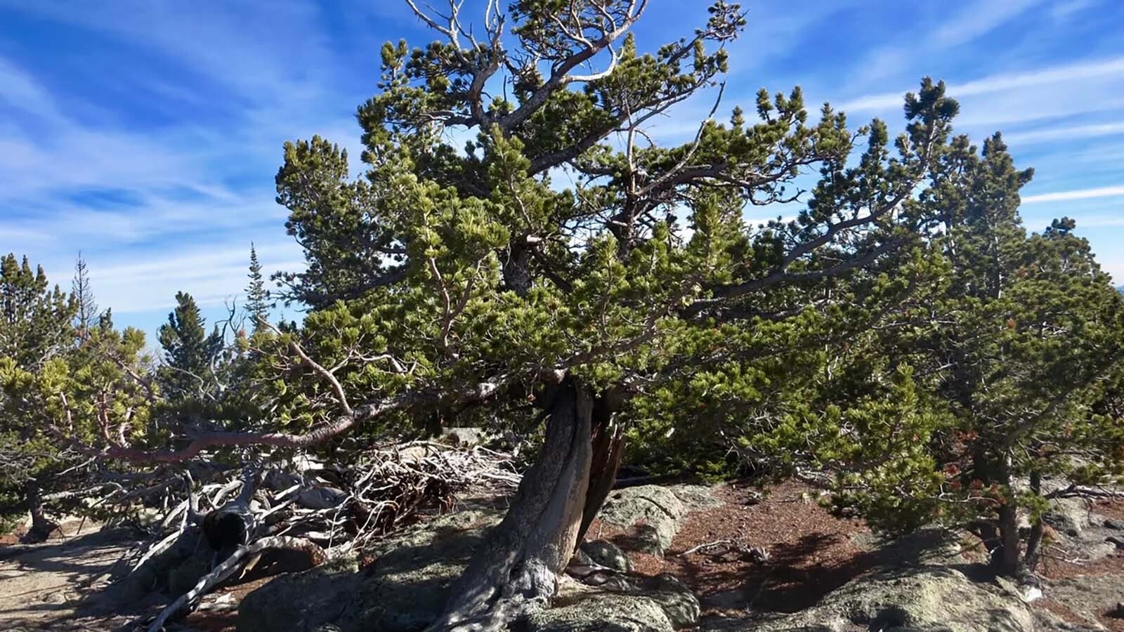 Wyoming's limber pine can live 2,000 years or longer.