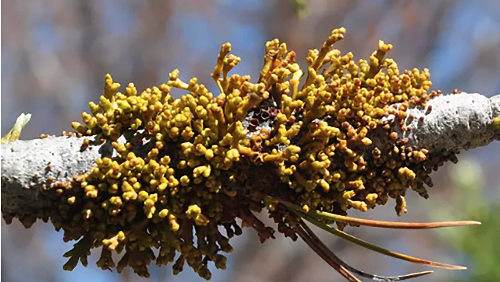 Dwarf mistletoe on a limber pine.