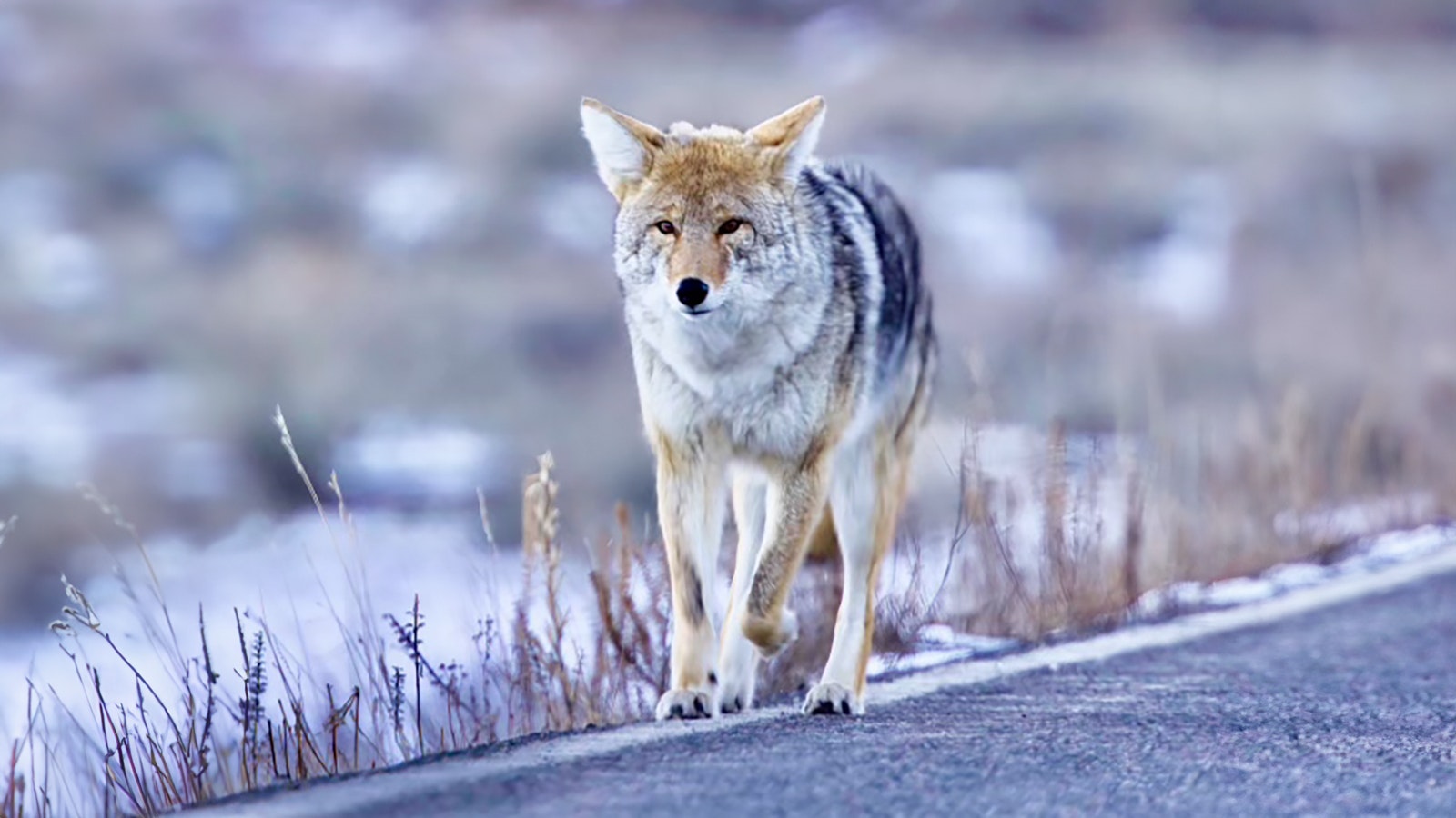 Limpy the coyote, also known as Tripod, frequents the roadside in Yellowstone National Park, where he tries to score snacks by looking pathetic for tourists.