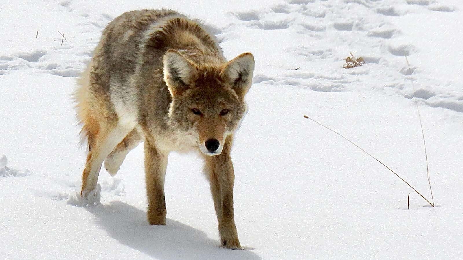 Limpy the coyote has become an icon in Yellowstone National Park. He’s thought to be about 8 to 9 years old, and advanced age for a coyote.