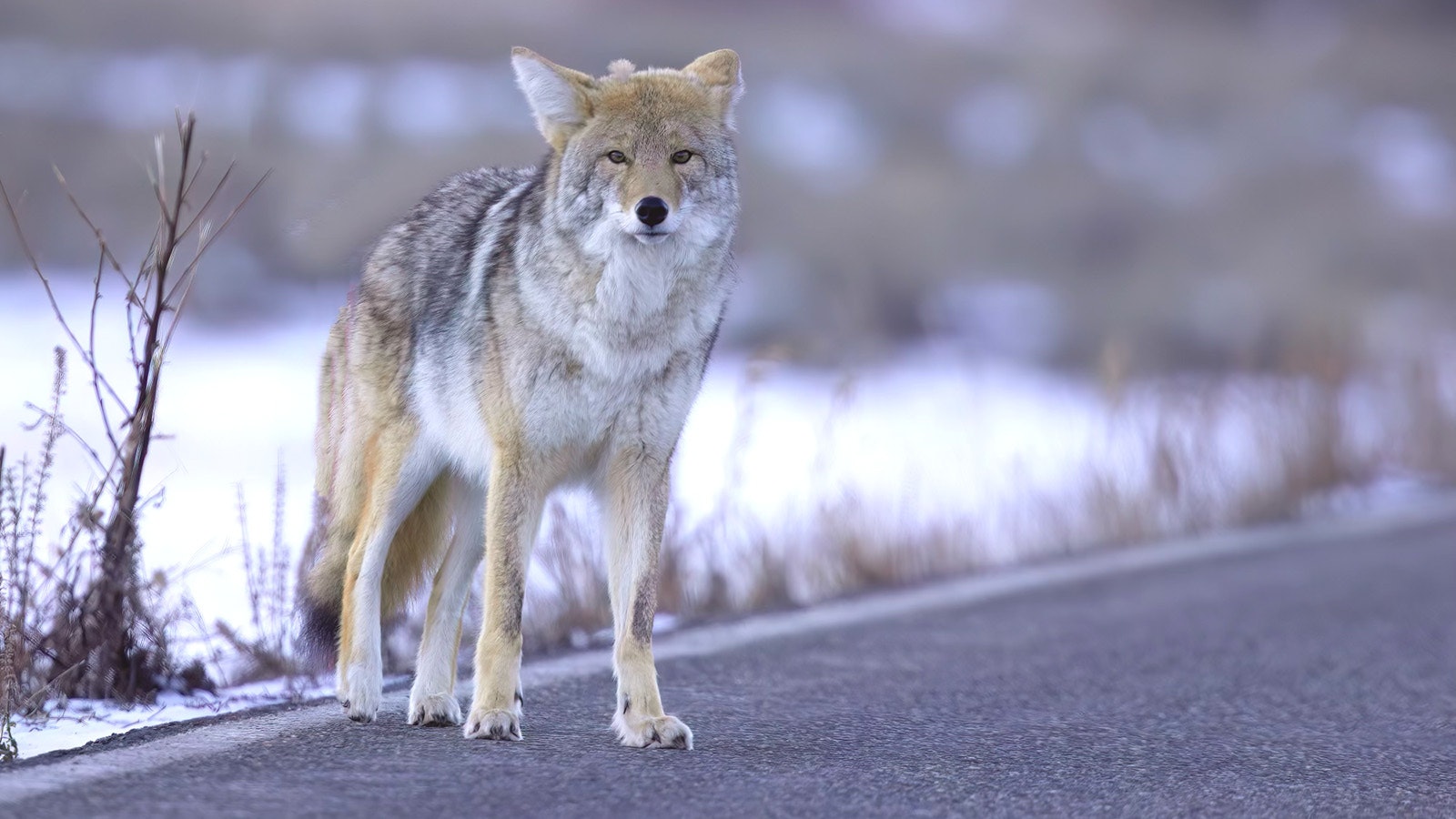 Limpy, a coyote that lives in the Larmar area of Yellowstone National Park, has mastered looking pathetic for tourists, in hopes of getting snacks. Feeding wildlife is strictly forbidden in Yellowstone.
