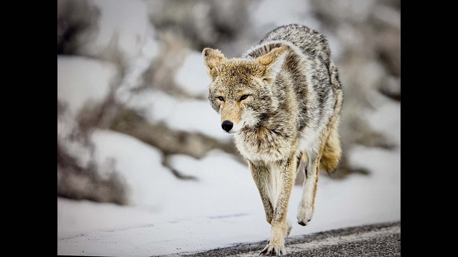 Limpy, aka Tripod, is an aging trickster coyote who lives in Yellowstone National Park.