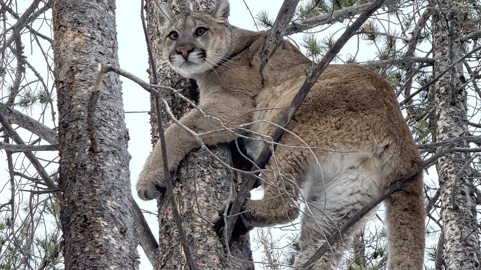 A legislative bill proposes lifting most of the restrictions on mountain lion hunting in Wyoming. Opponents worry that would lead to a slaughter of too many of the big cats.